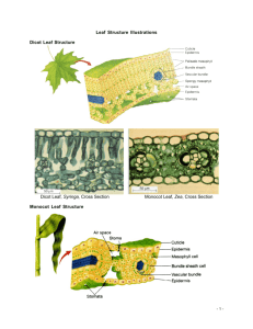 Leaf Structure Illustrations Dicot Leaf Structure Dicot Leaf, Syringa
