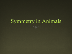 Symmetry Animal Notes