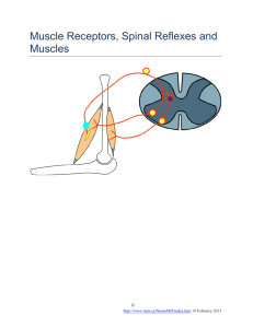 Muscle Receptors, Spinal Reflexes And Muscles