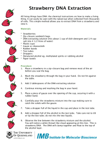 strawberry DNA extraction pdf
