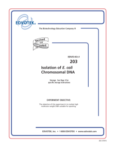 Isolation of E. coli Chromosomal DNA