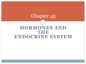 Endocrine System Ch 45