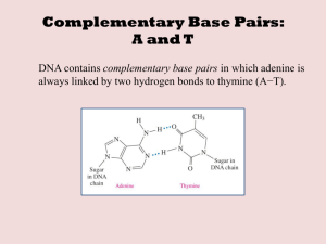 Complementary Base Pairs: A and T