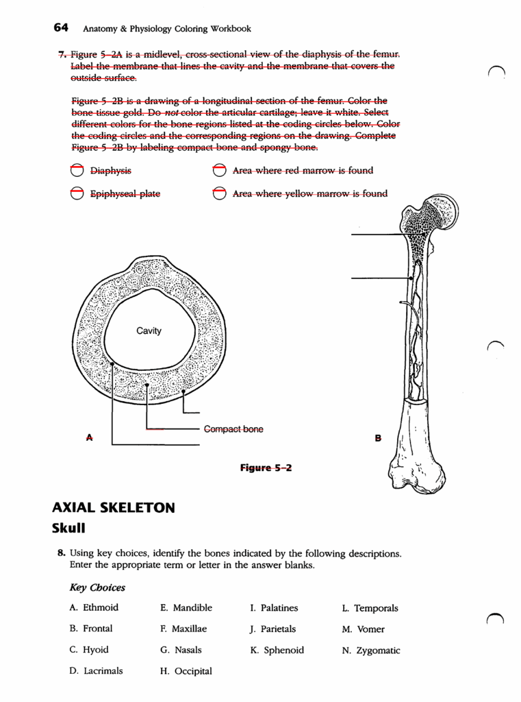 anatomy and physiology coloring workbook answers chapter 5