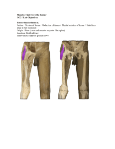 Muscles That Move the Femur OC2 / Lab Objectives Tensor fasciae