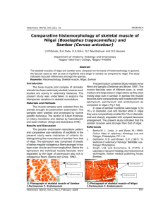 Comparative histomorphology of skeletal muscle