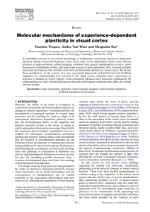 Molecular mechanisms of experience-dependent plasticity in visual