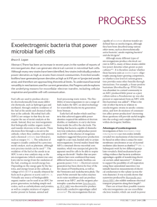 Exoelectrogenic bacteria that power microbial fuel cells