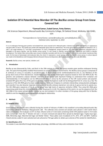 Isolation Of A Potential New Member Of The Bacillus cereus Group