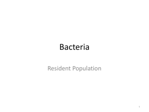 Bacteria