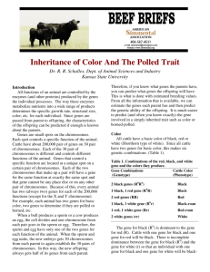 Inheritance of Color And The Polled Trait