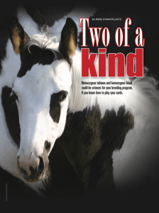 Homozygous tobiano and homozygous black could be winners for