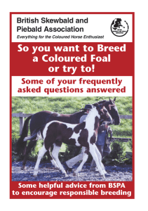 coloured foal booklet - British Skewbald and Piebald Association