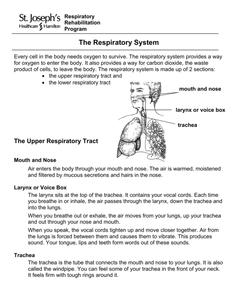 the respiratory system assignment