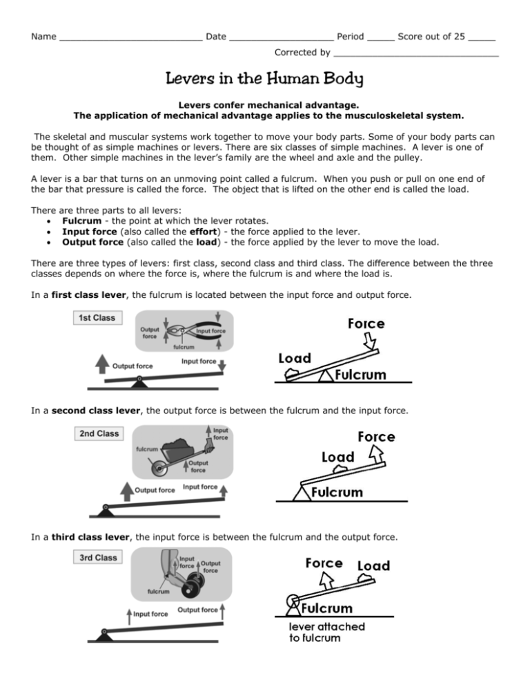 Levers In The Human Body