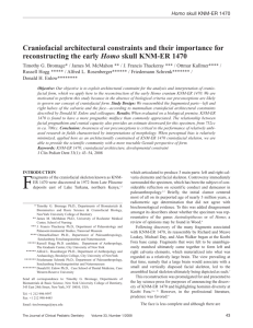 Craniofacial architectural constraints and their importance