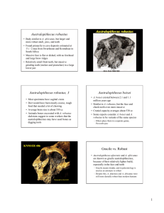 Australopithecus robustus Australopithecus robustus