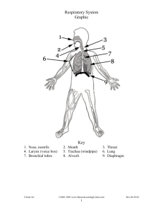Respiratory System Graphic Key