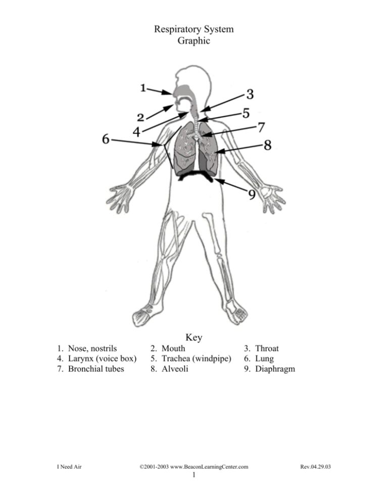 respiratory-system-graphic-key