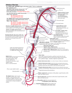 Arteries of the Arm - Deranged Physiology