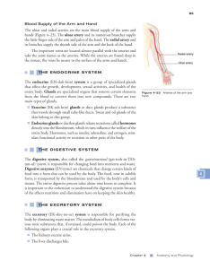 The ulnar and radial arteries are the main blood supply of the arms