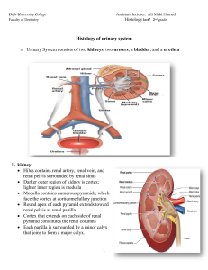 Histology of urinary system ≡ Urinary System consists of two