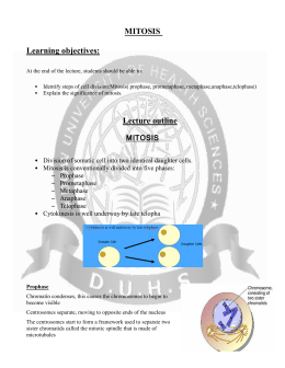 MITOSIS WORKSHEET