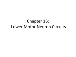 Chapter 16: Lower Motor Neuron Circuits