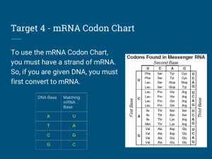 Target 4 - mRNA Codon Chart