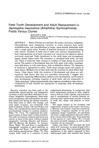 Fetal tooth development and adult replacement in Dermophis