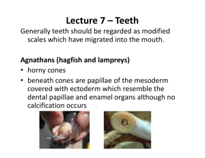 Lecture 7 – Teeth