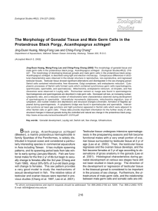The Morphology of Gonadal Tissue and Male Germ Cells in the