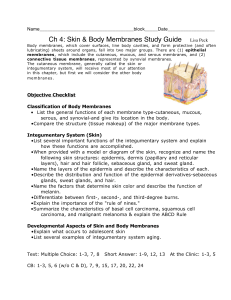 Ch 4: Skin & Body Membranes Study Guide Lisa Peck