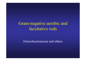 Gram-negative aerobic and facultative rods