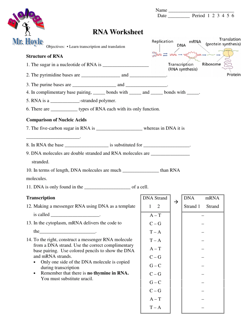 biology rna worksheet answer key