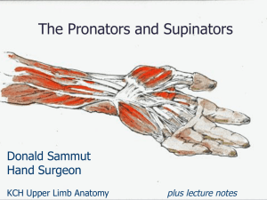 The Pronators and Supinators