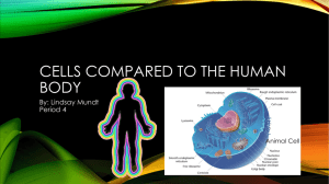 Cells Compared to The Human Body
