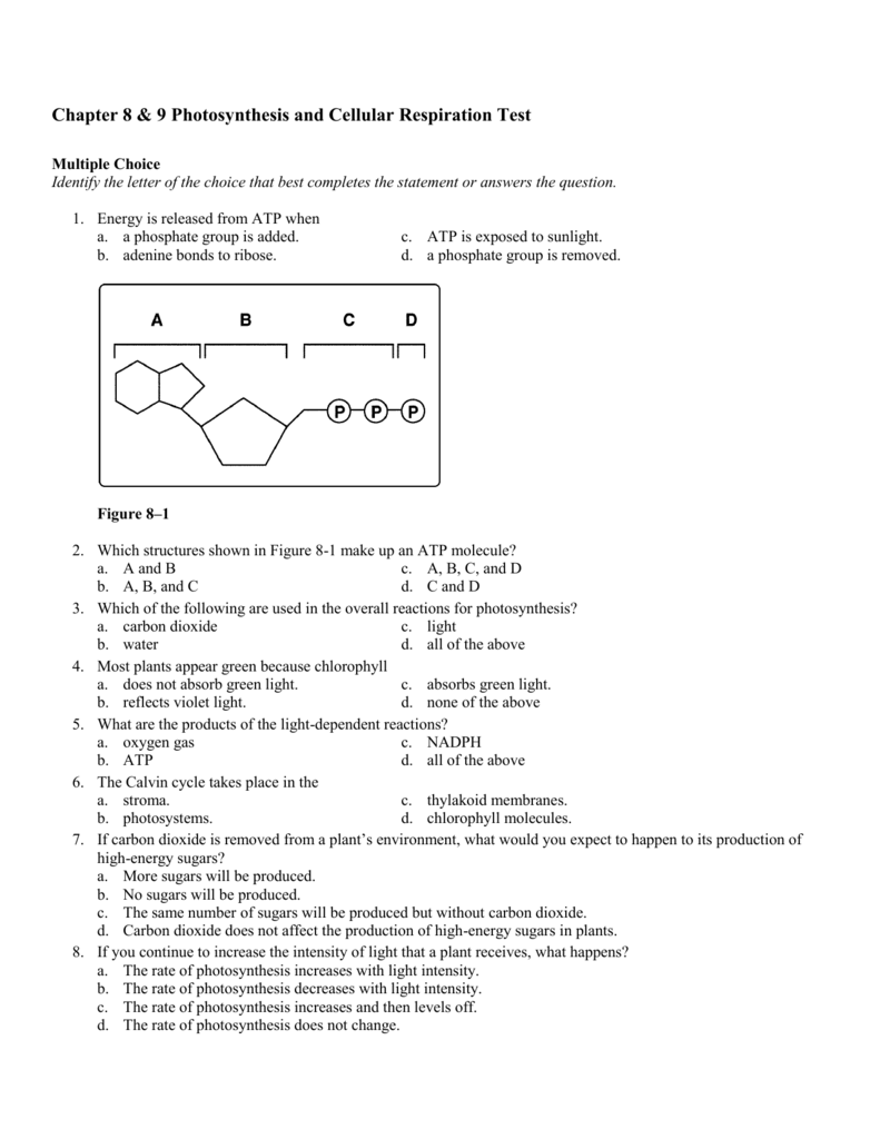 Chapter 8 9 Photosynthesis And Cellular Respiration Test