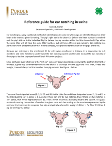 Reference guide for ear notching in swine - Indiana 4-H