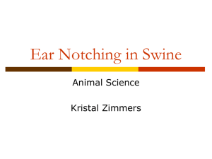 Ear Notching in Swine