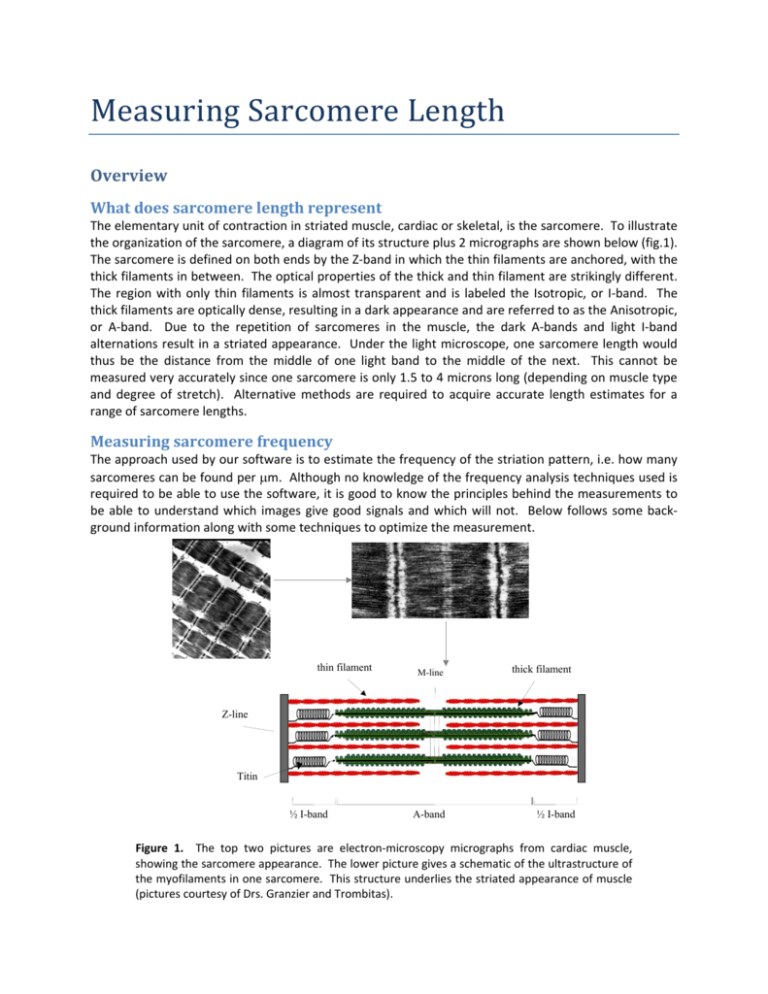 Sarcomere Length Measurement