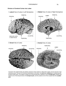 Link to Brain topography pdf