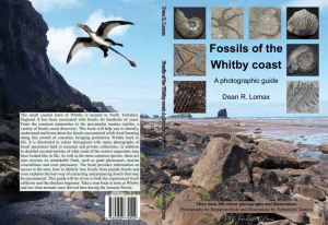 Fossils of the Whitby coast