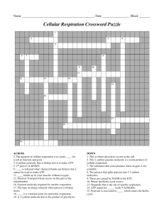 Cellular Respiration Crossword Puzzle