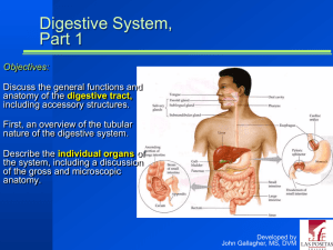 Chapter 23 - Digestive System, Part 1