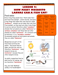 lesson 4: how many mosquito larvae can a fish eat?