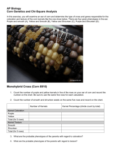 AP Biology Corn Genetics and Chi