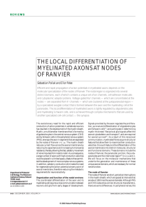 the local differentiation of myelinated axons at nodes of ranvier