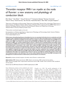 Thrombin receptor PAR-1 on myelin at the node of Ranvier: a