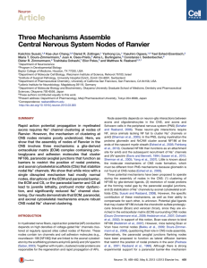 Three Mechanisms Assemble Central Nervous System Nodes of